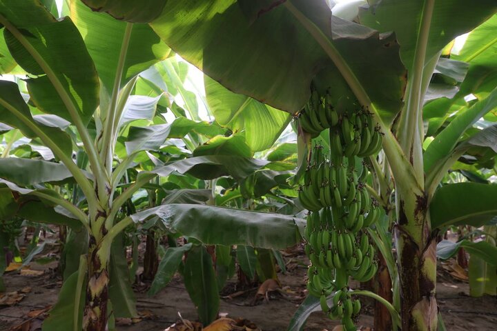 بازدید دکتر مدنی زاده از مجموعه کشت و صنعت مکران