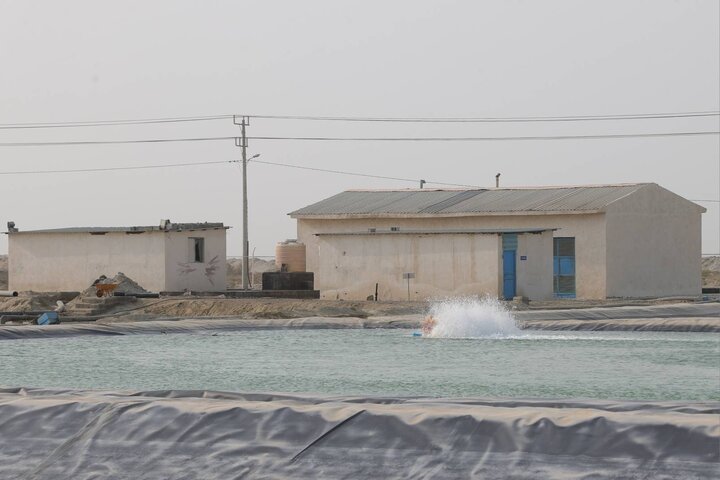 بازدید دکتر مدنی زاده از مجموعه کشت و صنعت مکران