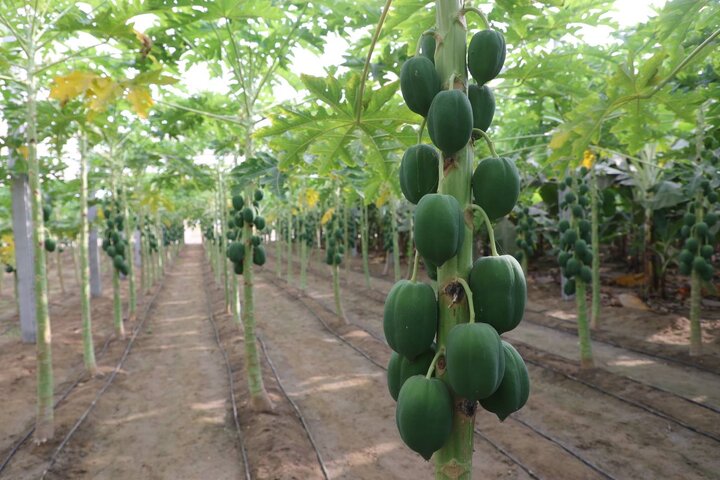 بازدید دکتر مدنی زاده از مجموعه کشت و صنعت مکران