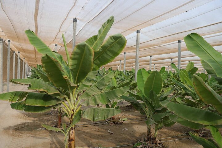 بازدید دکتر مدنی زاده از مجموعه کشت و صنعت مکران