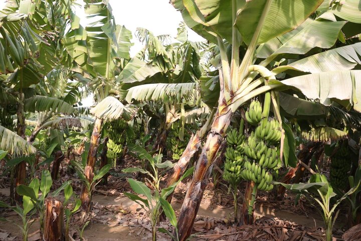 بازدید دکتر مدنی زاده از مجموعه کشت و صنعت مکران