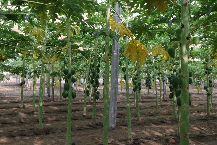 بازدید دکتر مدنی زاده از مجموعه کشت و صنعت مکران