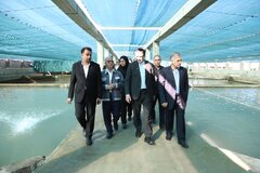 «مجتمع قره‌برون» در منطقه آزاد مازندران؛ نمونه‌ای موفق از زنجیره کامل تولید تا صادرات در بخش شیلات