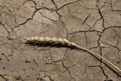 آغاز مرحله اول پرداخت غرامت گندمکاران با واریز ۱۱۰۰ میلیارد تومان