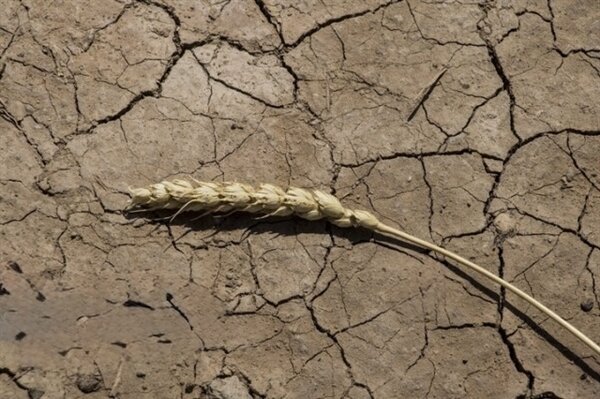 آغاز مرحله اول پرداخت غرامت گندمکاران با واریز ۱۱۰۰ میلیارد تومان