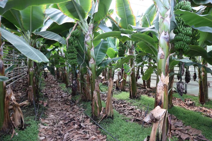 بازدید وزیر اقتصاد از گلخانه گوزل طبیعت ارس