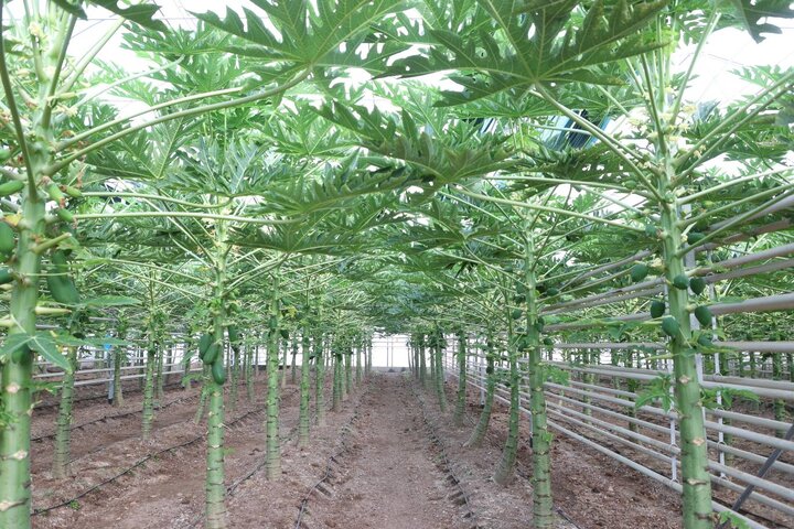 بازدید وزیر اقتصاد از گلخانه گوزل طبیعت ارس