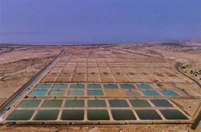 مولد سازی و تعیین تكلیف ۵۶ قطعه مزرعه پرورش میگوی چوئبده آبادان