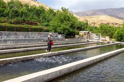 خبر خوب برای سرمایه‌گذاران اسبق حوزه آبزی‌پروری