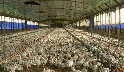 اختصاص 33 میلیارد تومان تسهیلات برای اصلاح ساختار واحدهای دامی مازندران